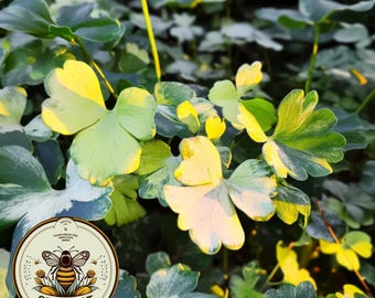Leprechaun Gold Columbine Seeds, Variegated Columbine, Purple Flowers, Flowering Shade Perennial, Aquilegia Vulgaris AQ1820