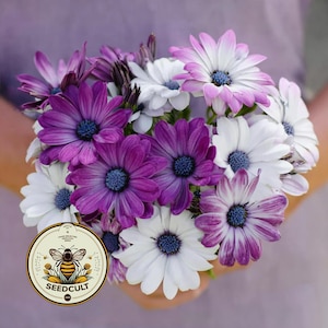 NEW! Cape Daisy Mix Seeds, Osteospermum, Violet, Lavender and White , Osteospermum Ecklonis, OS0225