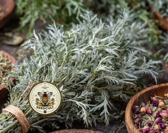 Organic Sweet Annie Artemisia Seeds, Artemisia Annua, Medicinal Herb, AR4550