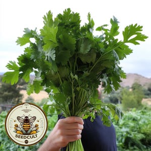 Peut inclure: Une personne tenant une botte de coriandre fraîche et verte, avec un logo Seedcult au premier plan. Le logo représente une abeille avec des rayures jaunes et noires, entourée de fleurs jaunes.
