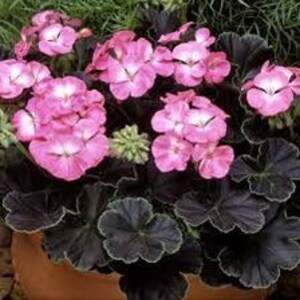 May include: Pink and white geranium flowers with dark green leaves in a terracotta pot.