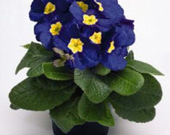 Piano Blue Primrose Seeds, Primula Polyantha PM3810