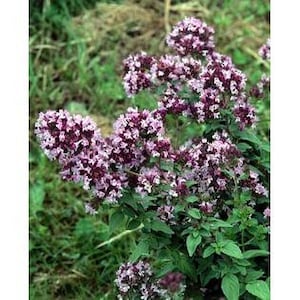 Puede incluir: Primer plano de una planta de or&eacute;gano con racimos de peque&ntilde;as flores moradas y blancas. La planta tiene hojas verdes y se encuentra sobre un fondo verde borroso. La imagen resalta la textura y el color de la planta.