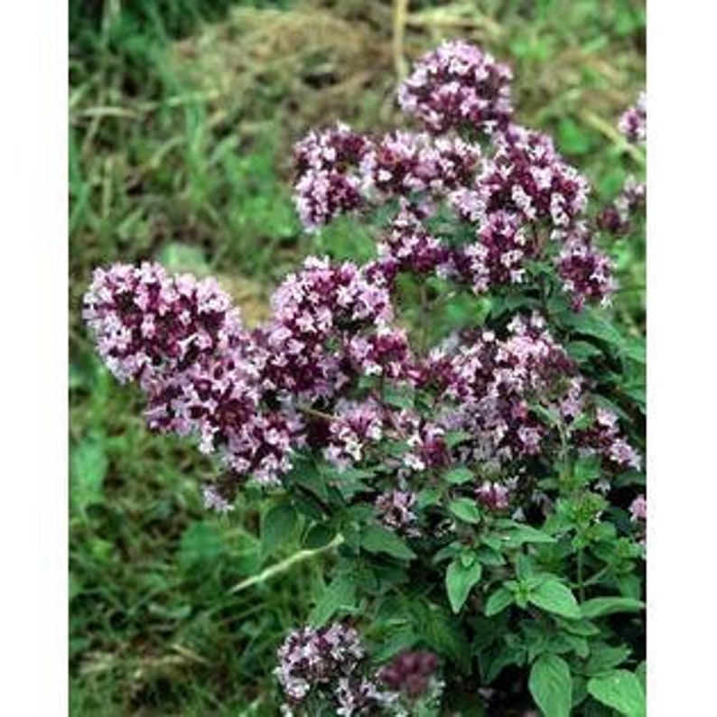 Puede incluir: Primer plano de una planta de or&eacute;gano con racimos de peque&ntilde;as flores moradas y blancas. La planta tiene hojas verdes y se encuentra sobre un fondo verde borroso. La imagen resalta la textura y el color de la planta.