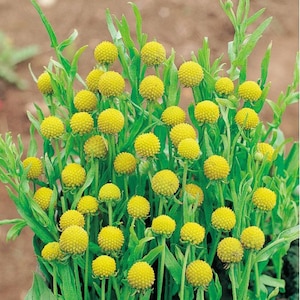 New! Pineapple Flower Seeds, Cephalophora Aromatica Pineapples, CP8025