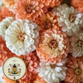 Peaches and Cream Zinnia Seeds Mix, SeedCult Exclusive, Salmon, Peach and White, Zinnia Elegans ZE431C