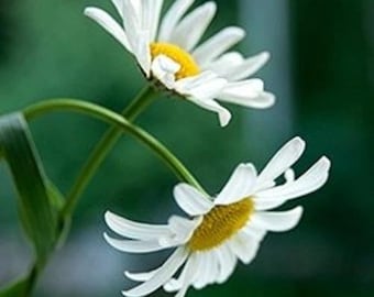 Bulk Roman Chamomile Seeds, Evergreen Organic Chamaemelum nobile, Medicinal Herbs and Flowers CN401C