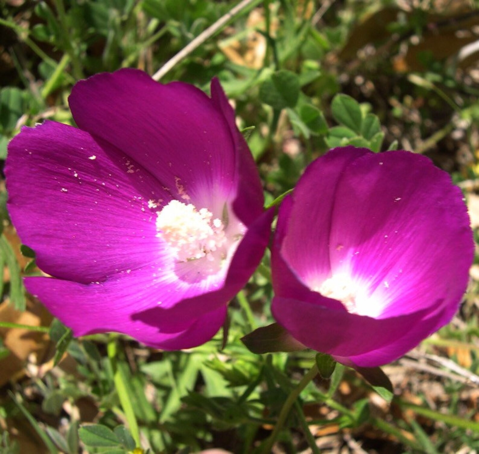 BOGO WINTER PLANTING Wine Cup Flower Purple Poppy Mallow Etsy