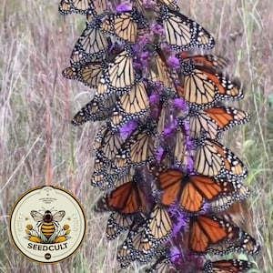 100 BUTTERFLYMAGNET! Meadow Blazing Star Seeds, Monarch magnet seeds, Liatrus Ligulistylis LI401C