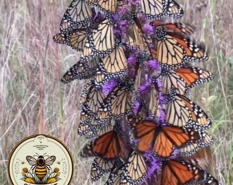 100 BUTTERFLYMAGNET! Meadow Blazing Star Seeds, Monarch magnet seeds, Liatrus Ligulistylis LI401C