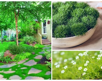 10000 Irish Moss Seeds, Sagina Subulata, Pearlwort, Ground Cover SS0110M