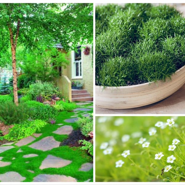 10000 Irish Moss Seeds, Sagina Subulata, Pearlwort, Ground Cover SS0110M