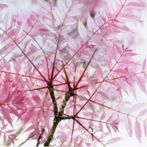 Toona Sinensis House Plant, Chinese Toon, Bonsai Tree Seeds, Chinese Cedar, Chinese Mahogany TO0120 image 1