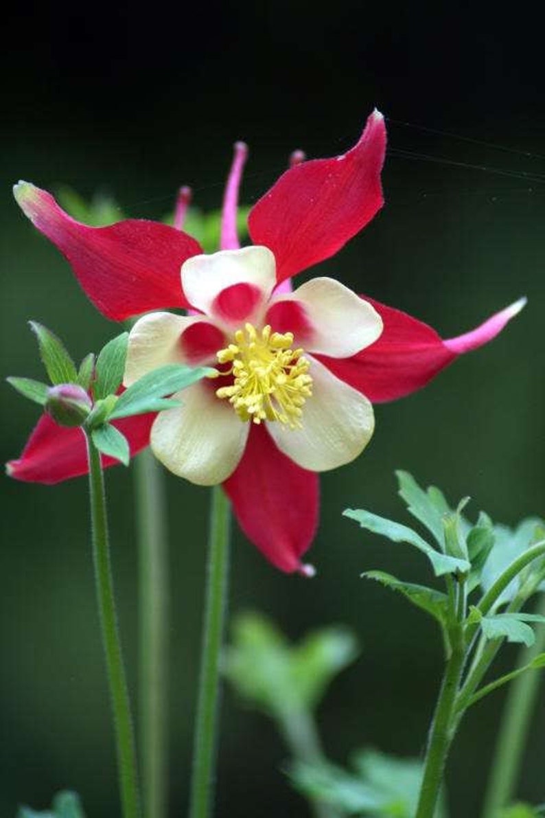 20 Crimson Star Columbine Seeds, Flowering Shade Perennial, Aquilegia Crimson Star AQ0420 image 3