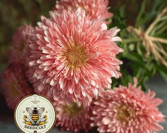 Benary's Princess Salmon Rose Aster, Callistephus Chinensis, CU8825