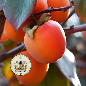 NEW! American Persimmon Tree Seeds, Diospyros Virginiana, DP0125R