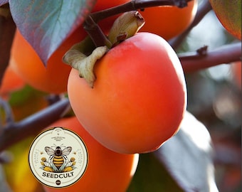 NEW! American Persimmon Tree Seeds, Diospyros Virginiana, DP0125R
