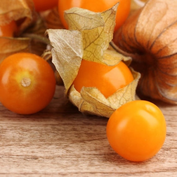 Aunt Molly's Ground Cherry Seeds, Delicious fruit, Physalis Pruinosa PH0225