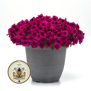 May include: A pot of petunias with deep magenta flowers. The flowers are densely packed in a grey, textured pot. A circular label with a bee graphic and the text "SEEDCULT" is visible.