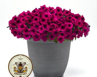 NEW! Shock Wave Deep Purple Petunia Seeds, Pelleted for easier sowing and germination, Petunia Hybrida PE8710P