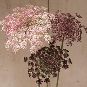 May include: A close-up of Queen Anne's Lace flowers in various stages of bloom. The flowers range in color from light pink to deep burgundy, with delicate, clustered blooms. The stems are green, and the background is a neutral beige.