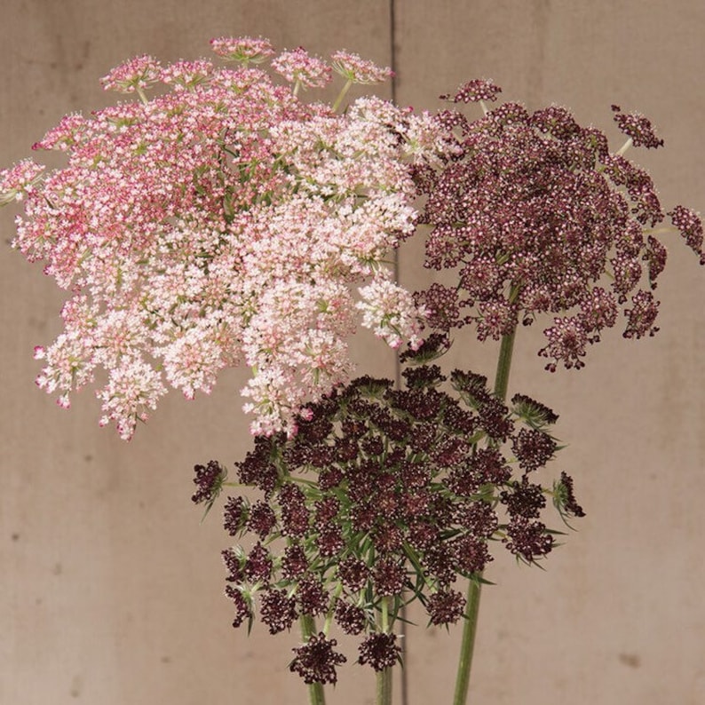 Chocolate Queen Annes Lace Seeds, Daucus Carota dara Chocolate DC0125R