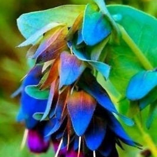 Cerinthe Major, Pride of Gibraltar, Honeywort Seeds, Blue Shrimp Plant, Purpurascens CM0110