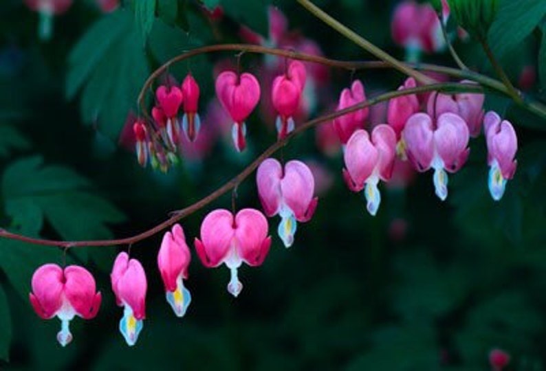 Pink Bleeding Heart Seeds, Lamprocapnos Spectabilis, Dicentra DS0110 image 7