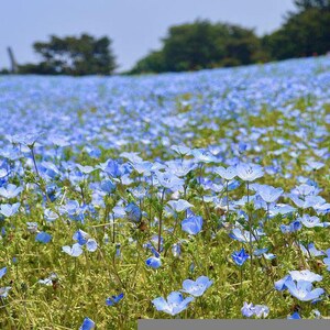 K&ouml;nnte beinhalten: Ein Feld mit blauen Baby-Blue-Eyes-Blumen in voller Bl&uuml;te. Die Blumen stehen in voller Bl&uuml;te und bedecken das gesamte Feld.