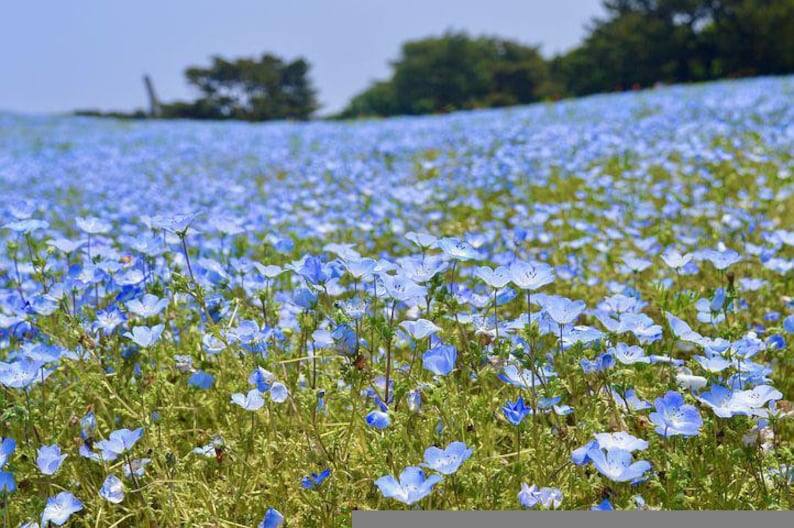 K&ouml;nnte beinhalten: Ein Feld mit blauen Baby-Blue-Eyes-Blumen in voller Bl&uuml;te. Die Blumen stehen in voller Bl&uuml;te und bedecken das gesamte Feld.