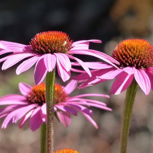 Bulk Organic Echinacea Seeds, Purple Coneflower, Medicinal Plants, Flowers, Herbs EC011C Bild 1