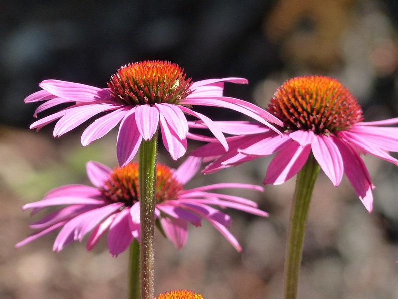 Bulk Organic Echinacea Seeds, Purple Coneflower, Medicinal Plants, Flowers, Herbs EC011C Bild 1