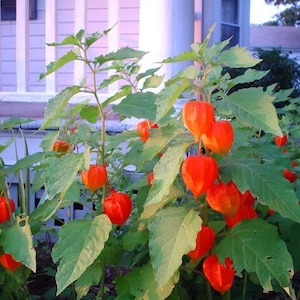 Chinese Lantern seeds, Physalis alkekengi, Red, Orange, Yellow, Green, Strawberry Ground Cherry PH0125R image 6