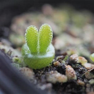 NEW! Bunny Ear Succulent SEEDS, Monilaria Moniliformis, MN2010