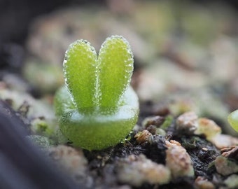 NEW! Bunny Ear Succulent SEEDS, Monilaria Moniliformis, MN2010