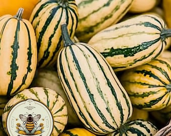 Honeyboat Delicata Squash Seeds, Cucurbita Pepo, Winter Squash CB0920