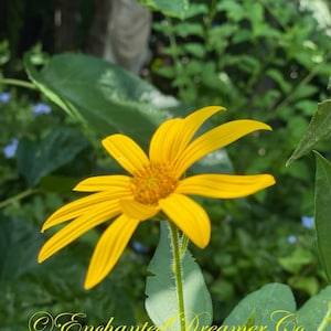 Sunchoke SEEDS, Jerusalem Artichoke, Potato Substitute, Helianthus Tuberosus HT0120 image 2