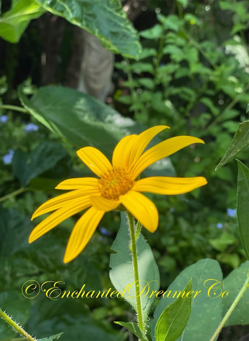 Sunchoke SEEDS, Jerusalem Artichoke, Potato Substitute, Helianthus Tuberosus HT0120 image 2