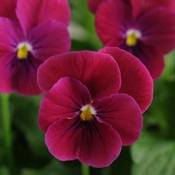 Carmine Rose Sorbet Viola Seeds, Violaceae VL0825