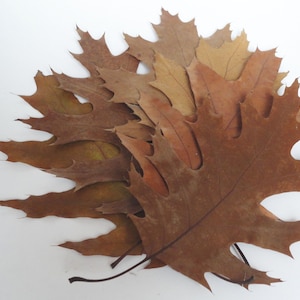50 MIXED sizes Dried oak leaves for fall decor, pressed leaves DIY with natural materials, organic fall decoration and crafts ideas