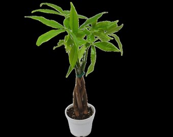 Money Tree Etsy - money tree pachira braid 4 pot