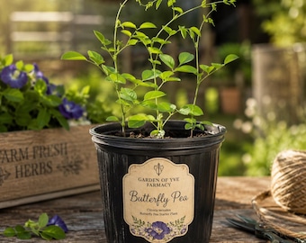 Butterfly Pea Plant — Live 4-Inch Potted Flowering Vine