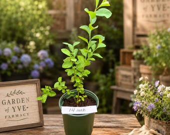Established Second-Year 14" Rabbiteye Blueberry Bush – Garden Head Start