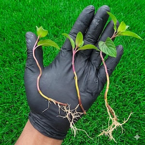 Puede incluir: Tres esquejes de plantas de menta con hojas verdes y tallos rosas se sostienen en una mano enguantada de negro. Las raíces son visibles y el fondo es hierba verde. Los esquejes están listos para plantar.