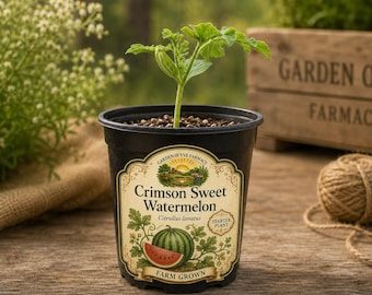 Crimson Sweet Watermelon Plants — Live 4-Inch Potted Plants