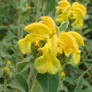 Phlomis species fruticosa russeliana Seed Turkish or Jerusalem Sage Massess Yellow flowers Hairy Aromatic Hardy Perennial Great Pollinators