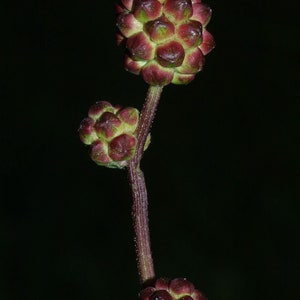 Sanguisorba minor Salad or Small Burnet Fresh Seeds Edible Herb Microgreens UK Wildflower Unusual Pink Flowers Hardy Perennial Pollinators image 9