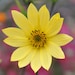 see more listings in the Seed - Perennials section