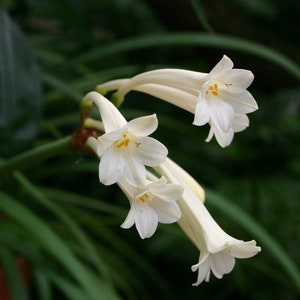 Cyrtanthus mackenii Cream flowered Ifafa Lily Flowering Sized South Africa Bulbs Lush Tropical Houseplant Bare root Potted UK Home Grown image 1