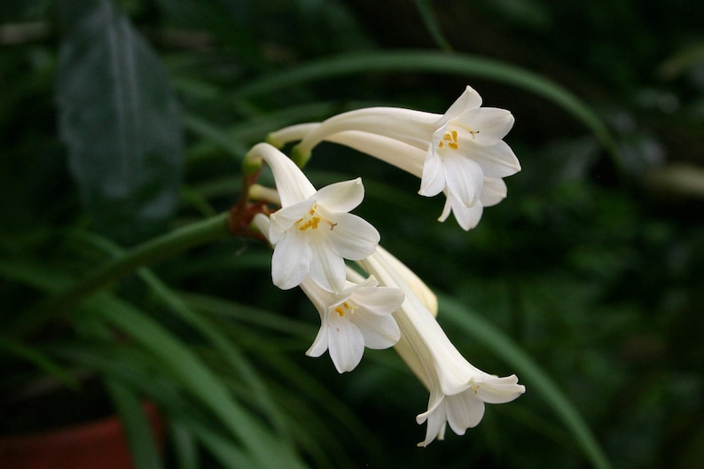 Cyrtanthus mackenii Cream flowered Ifafa Lily Flowering Sized South Africa Bulbs Lush Tropical Houseplant Bare root Potted UK Home Grown image 1